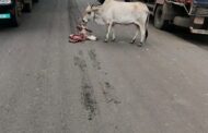 आष्टी–चामोर्शी राष्ट्रीय महामार्गावर हृदयद्रावक घटना; वासराच्या मृत्यूनंतर गायीची असहाय अवस्था पाहून नागरिक हळहळले..