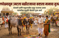 बैल पोळ्यातून उमटला बळीराजाच्या कष्टाला मानाचा मुजरा ; शेतकरी आणि पशुधनातील अतूट नात्याचा उत्सव पारंपरिक पद्धतीने बैलांची पूजा-अर्चा...!